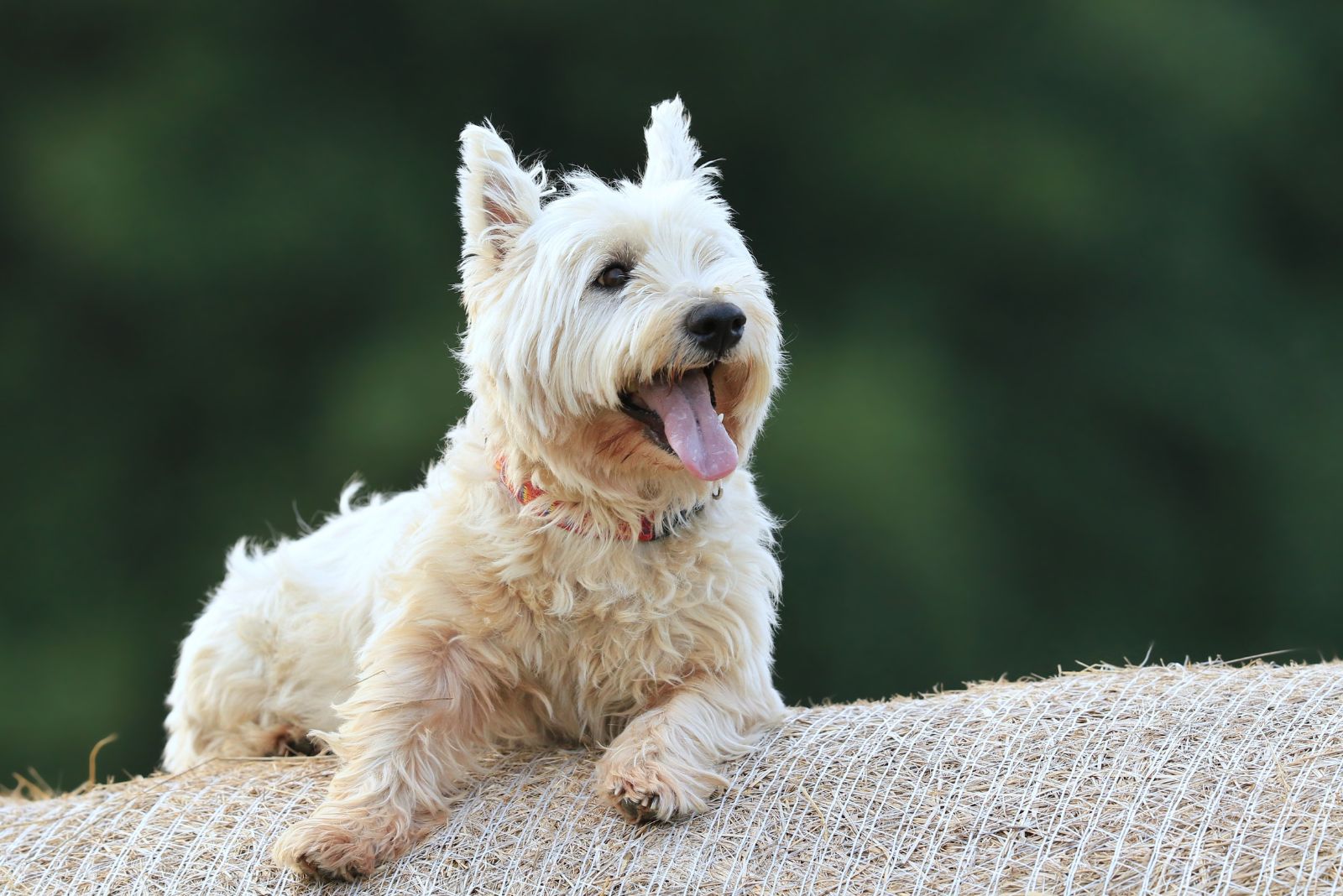 West Highland White Terrier