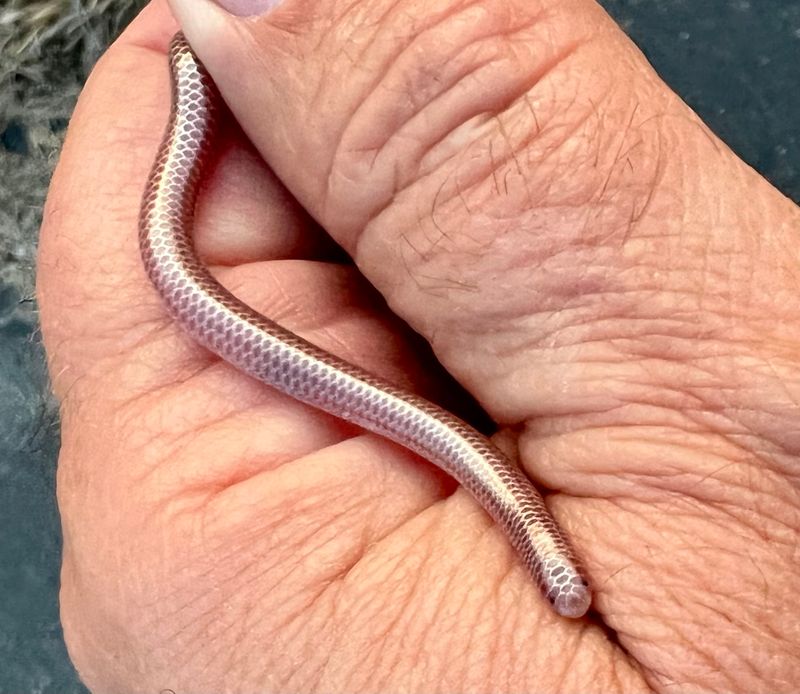 Western Blind Snake