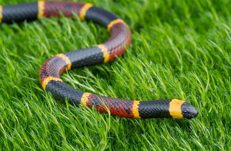 Western Coral Snake