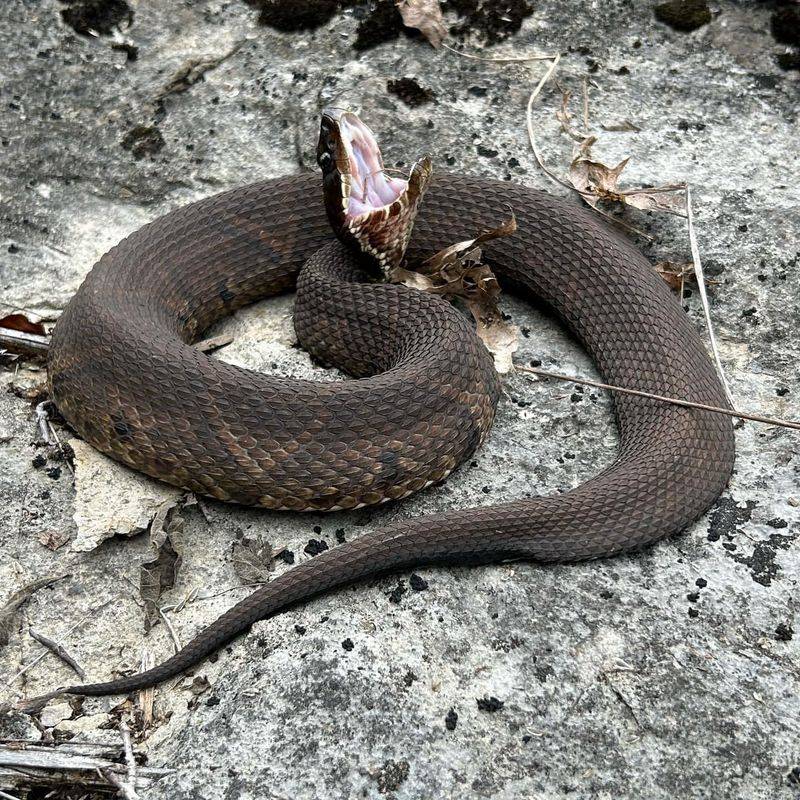 Western Cottonmouth