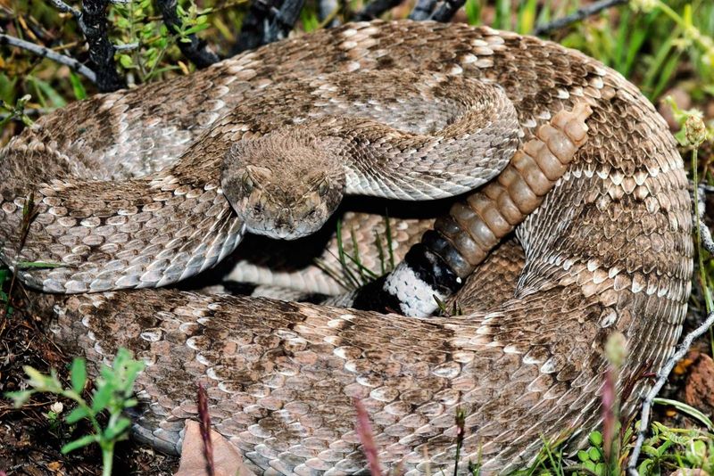 Western Diamondback Rattlesnake