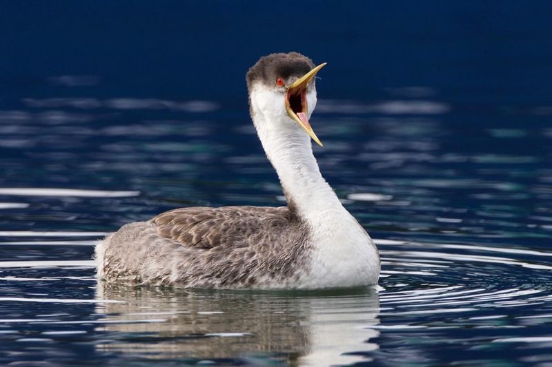 Western Grebe