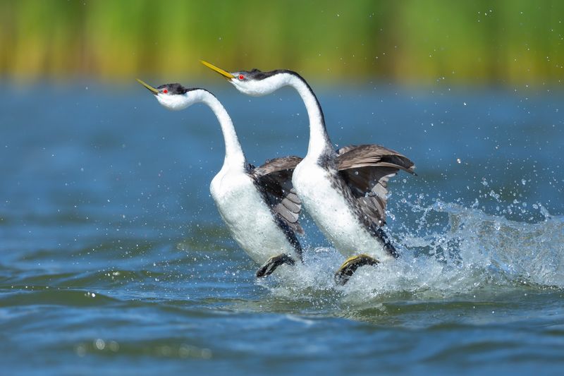 Western Grebe