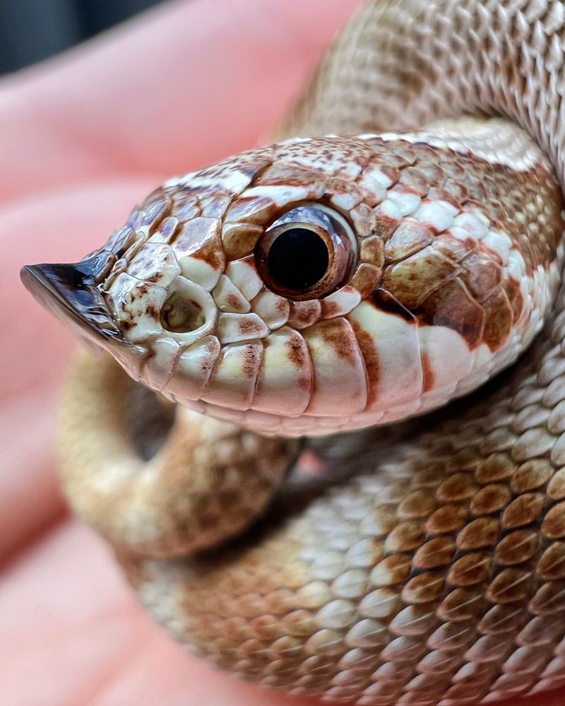 Western Hognose Snake