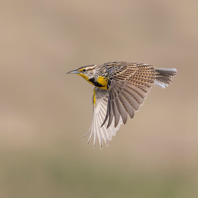 Western Meadowlark