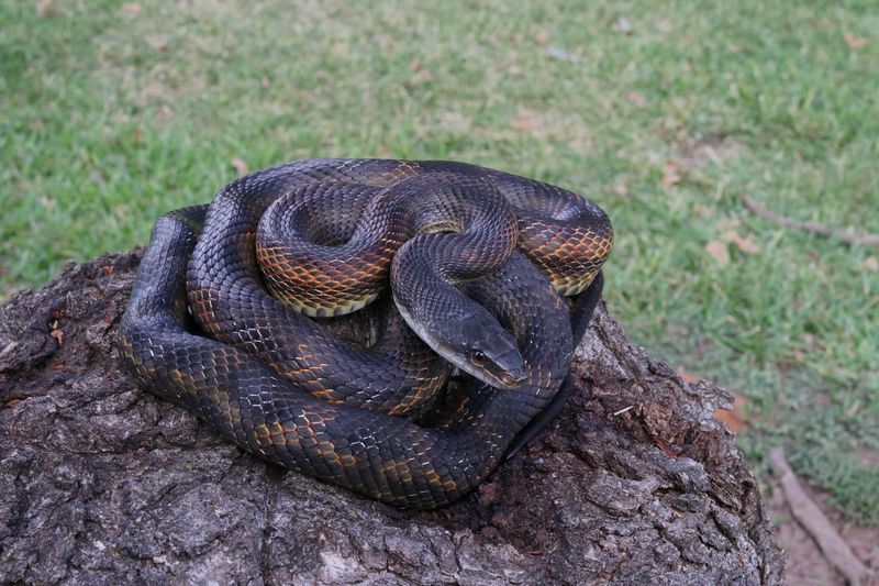 Western Rat Snake