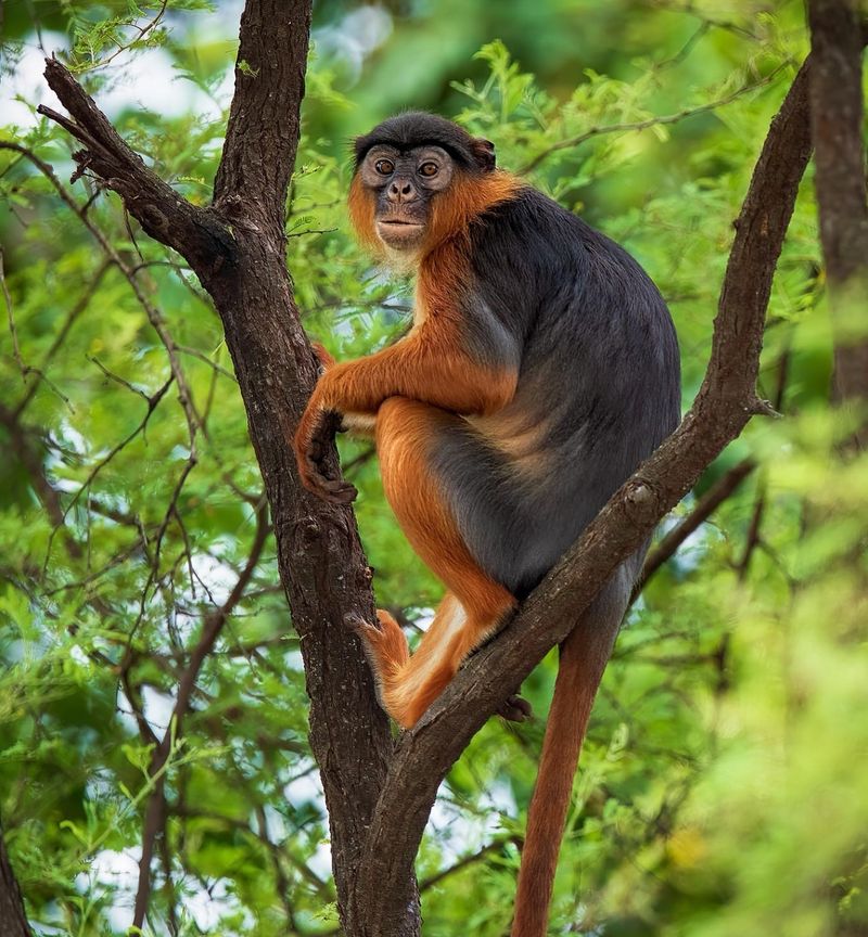 Western Red Colobus