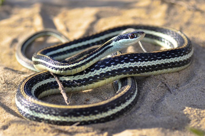 Western Ribbon Snake (Thamnophis proximus)