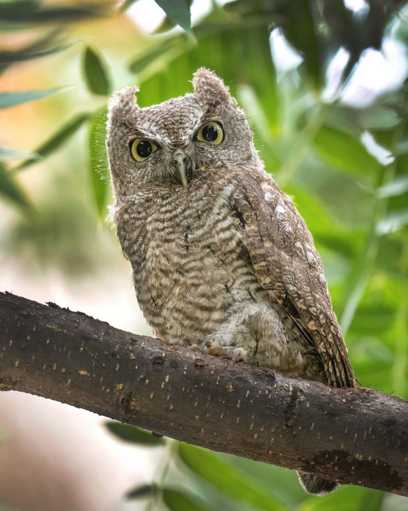 Western Screech Owl