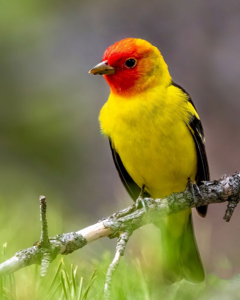 Western Tanager