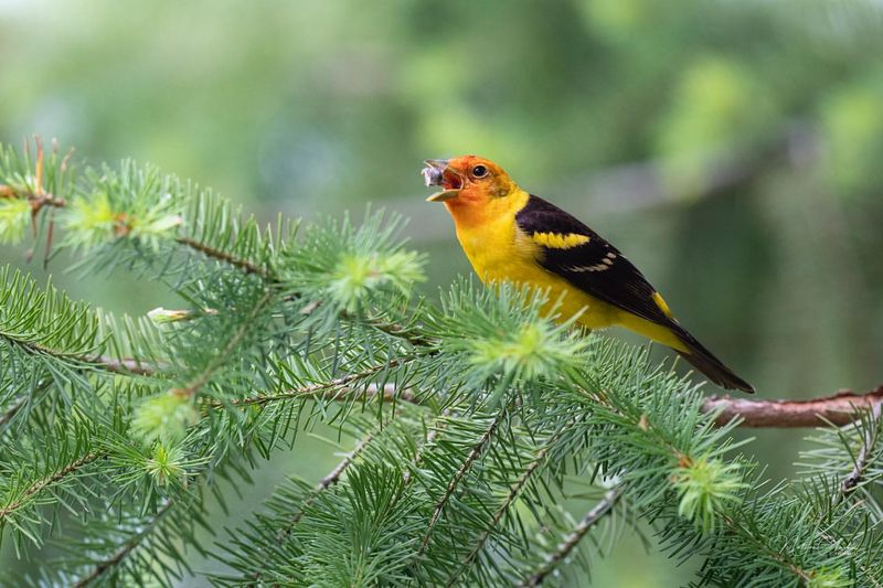 Western Tanager