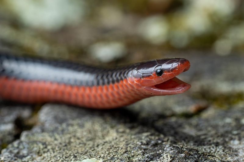 Western Worm Snake