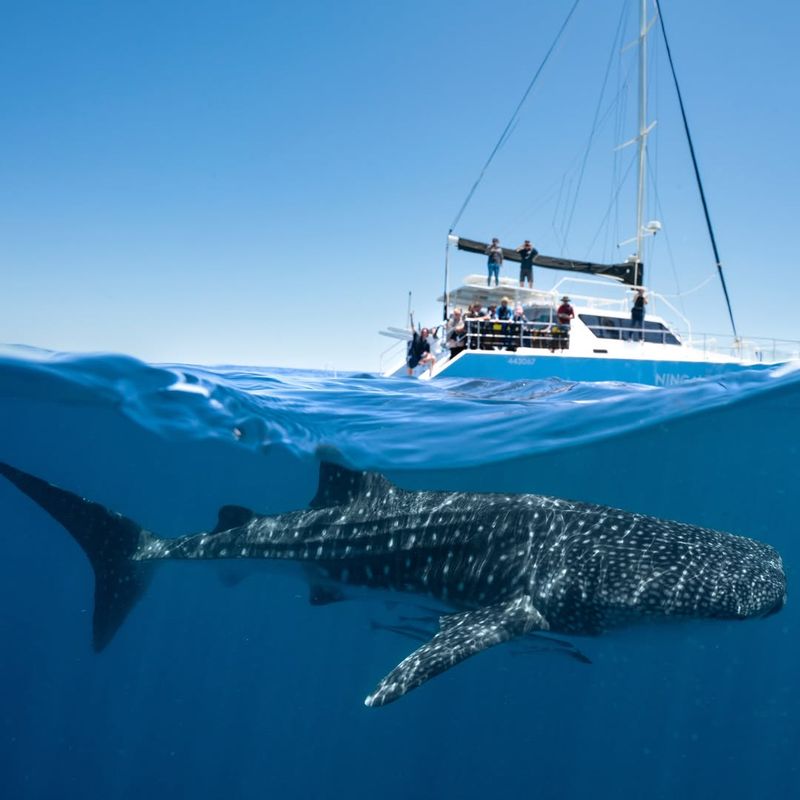 Whale Shark