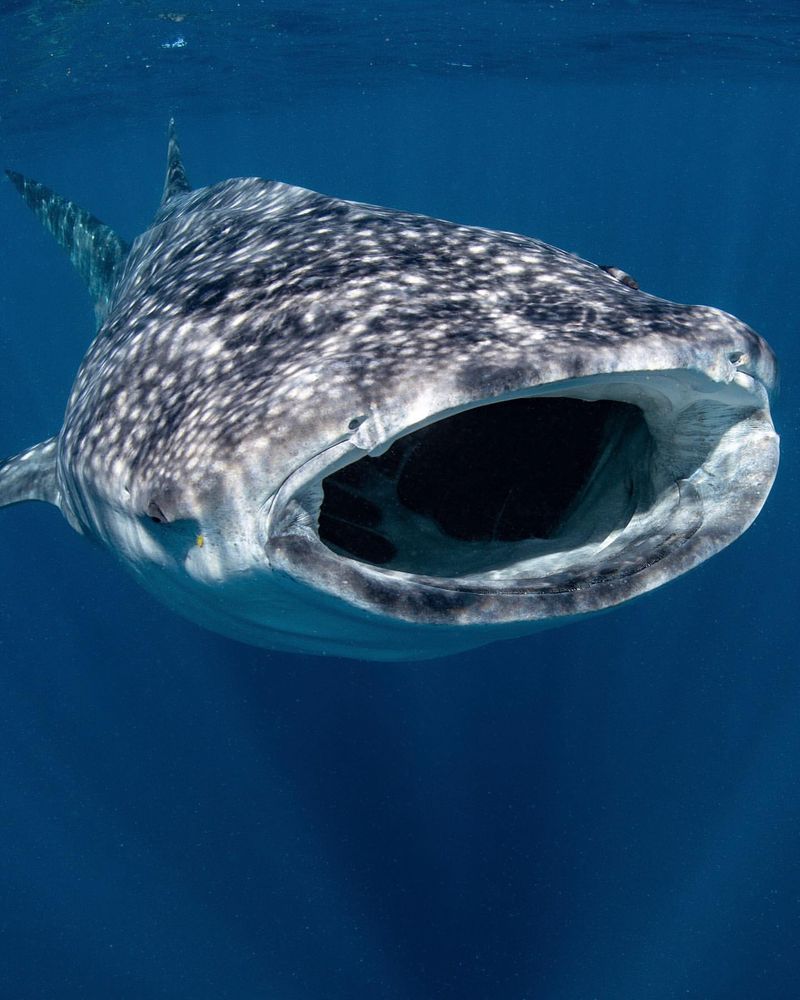 Whale Shark