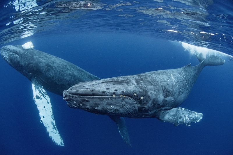 Whales' Mysterious Melodies