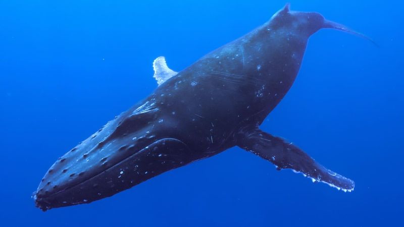 Whales' Self-Healing Abilities