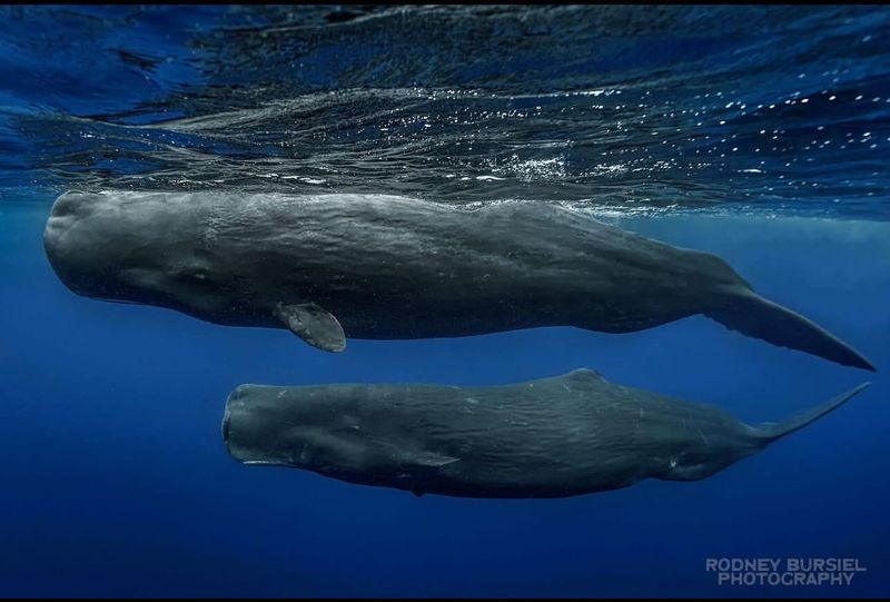 Whales' Social Networks