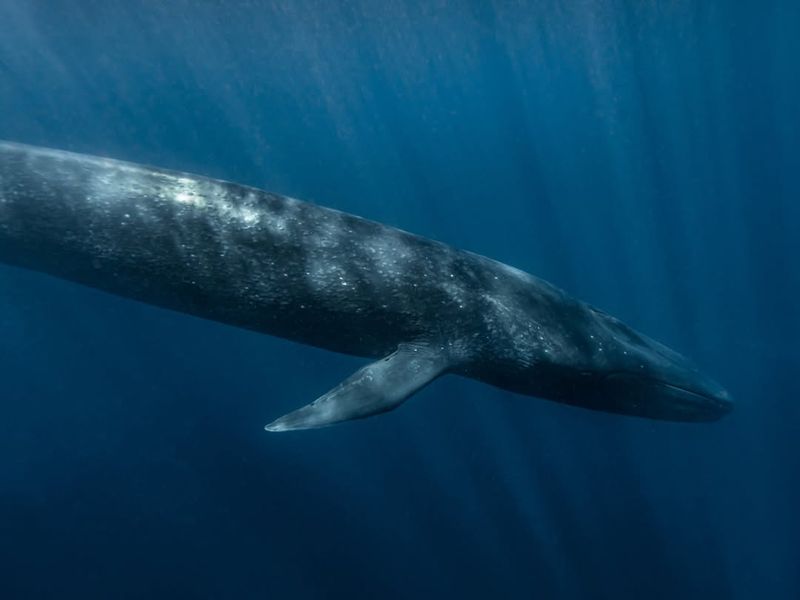 Whales' Invisible Giants