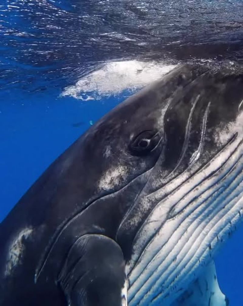 Whales' Starry Eyes