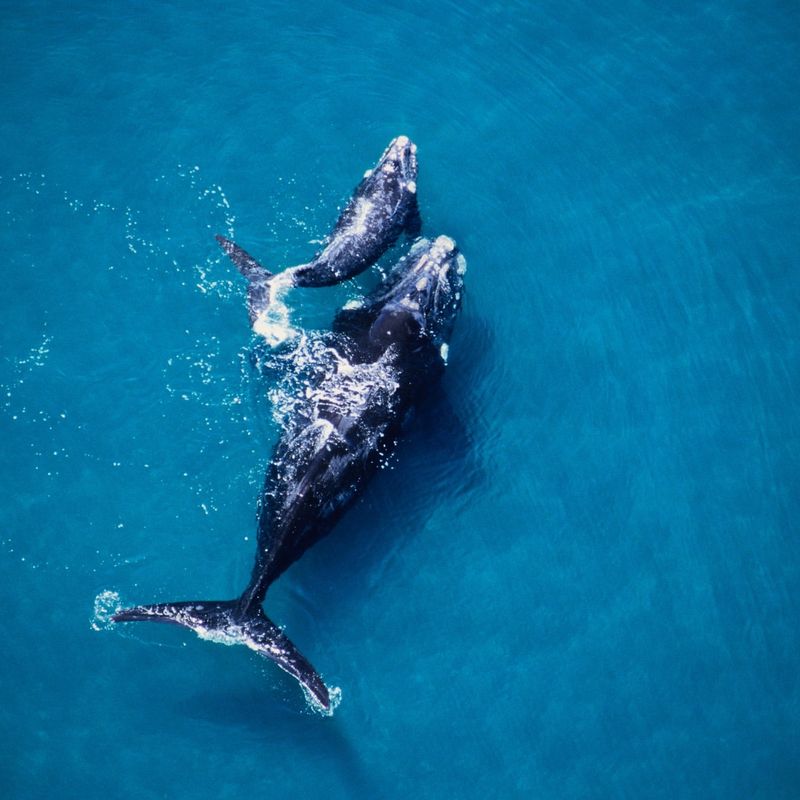 Whales' Sonic Boom Communication