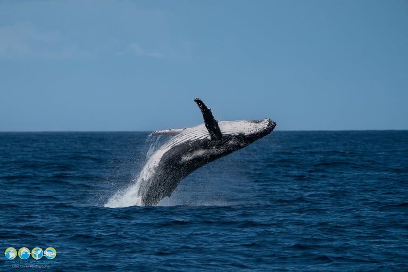 Whales' Eco-Engineers