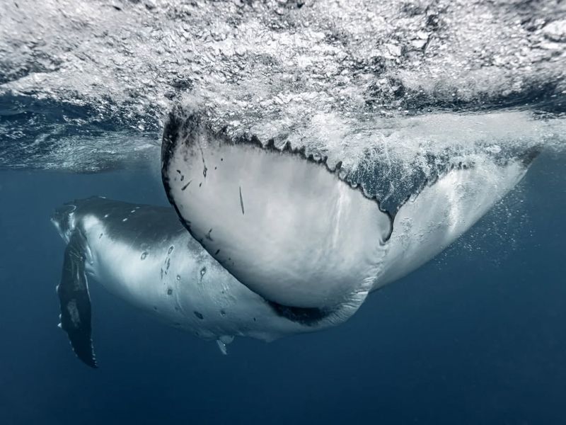 Whales' Hypersensitive Hearing