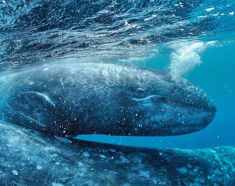 Whales' Underwater Architects