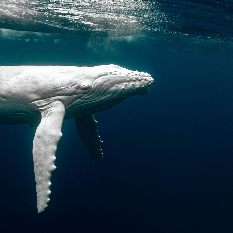 Whales' Time Travelers