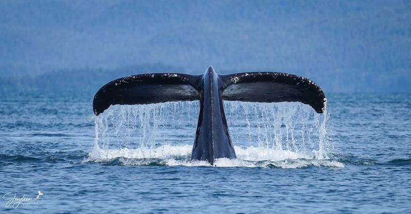 Whales' Psychic Navigation