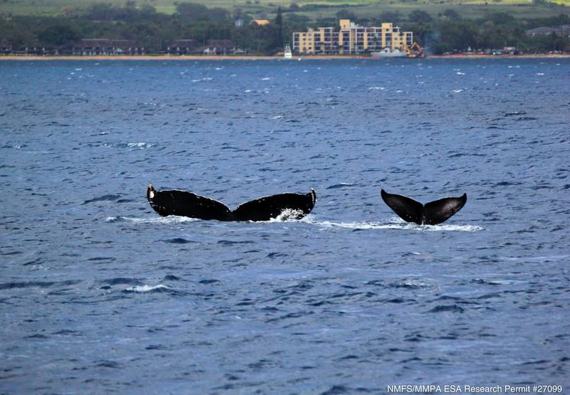 Whales' Symbiotic Partnerships