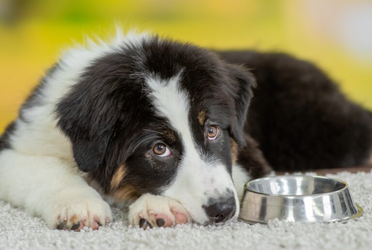 What To Do When Your Dog Refuses To Eat 17 Smart Steps