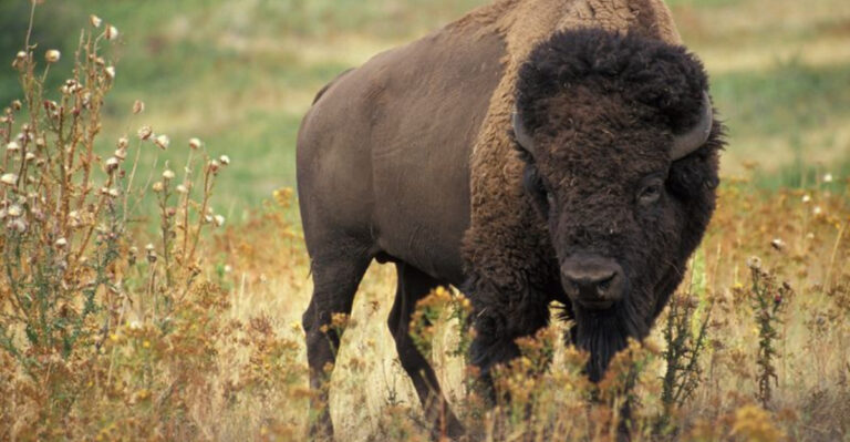 Where The Bison Still Roam Top 12 U.S. States