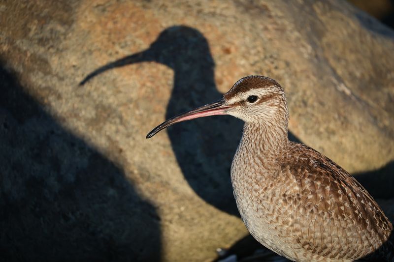 Whimbrel