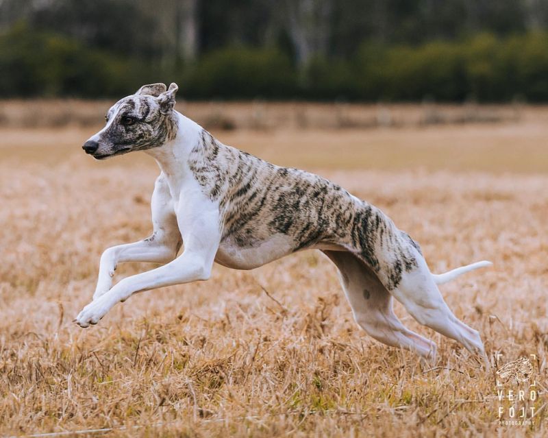 Whippet