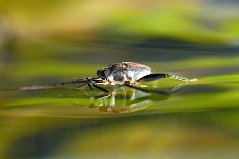 Whirligig Beetle