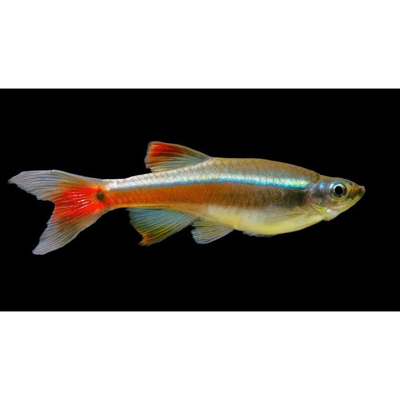 White Cloud Mountain Minnows