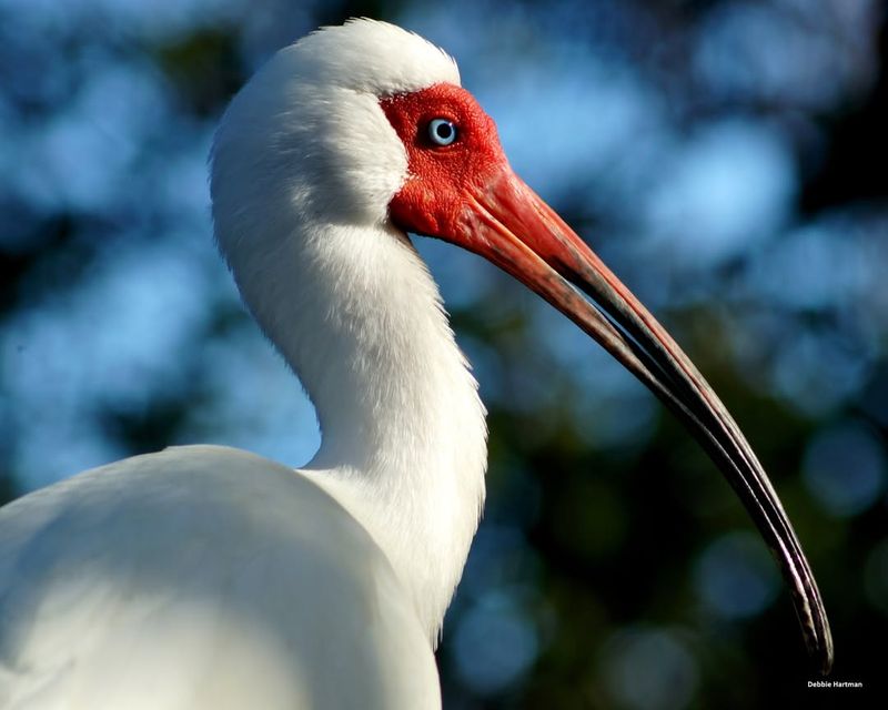 White Ibis