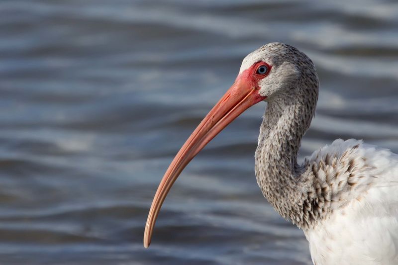 White Ibis