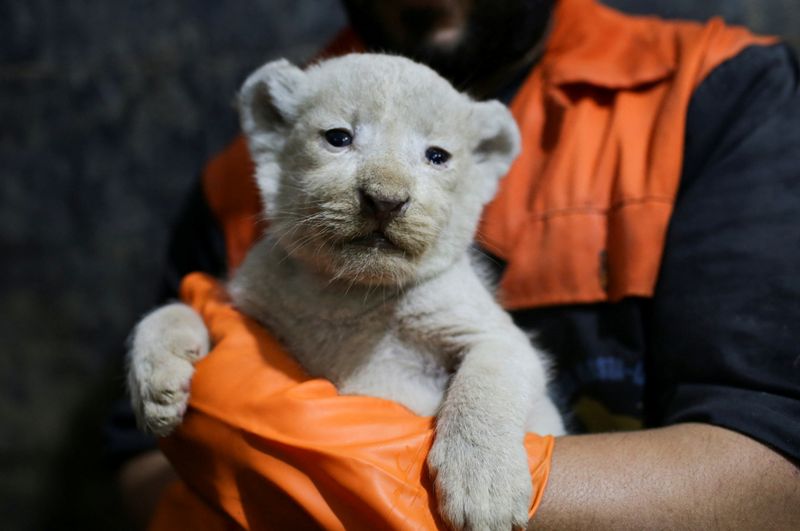 White Lion Cubs