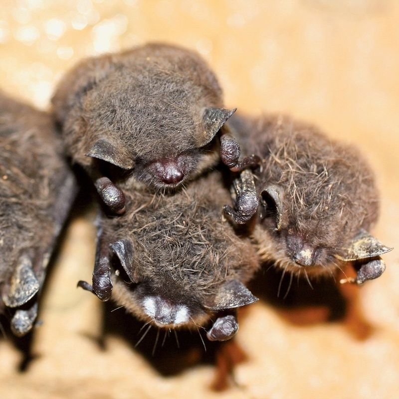 White-Nose Syndrome Threatens Bats