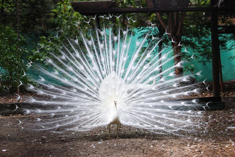 White Peafowl