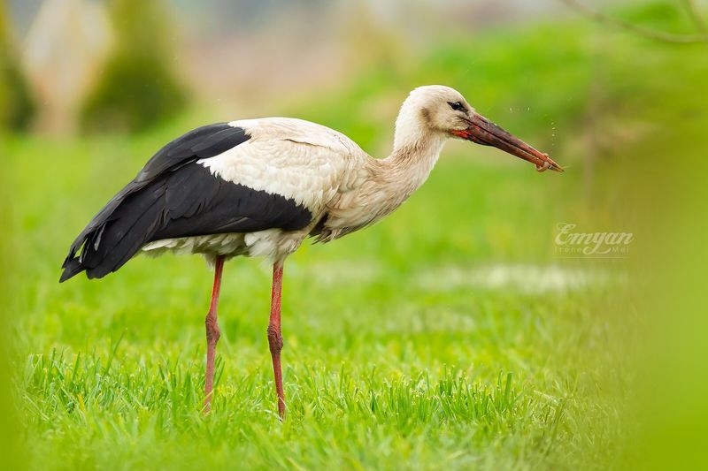 White Stork