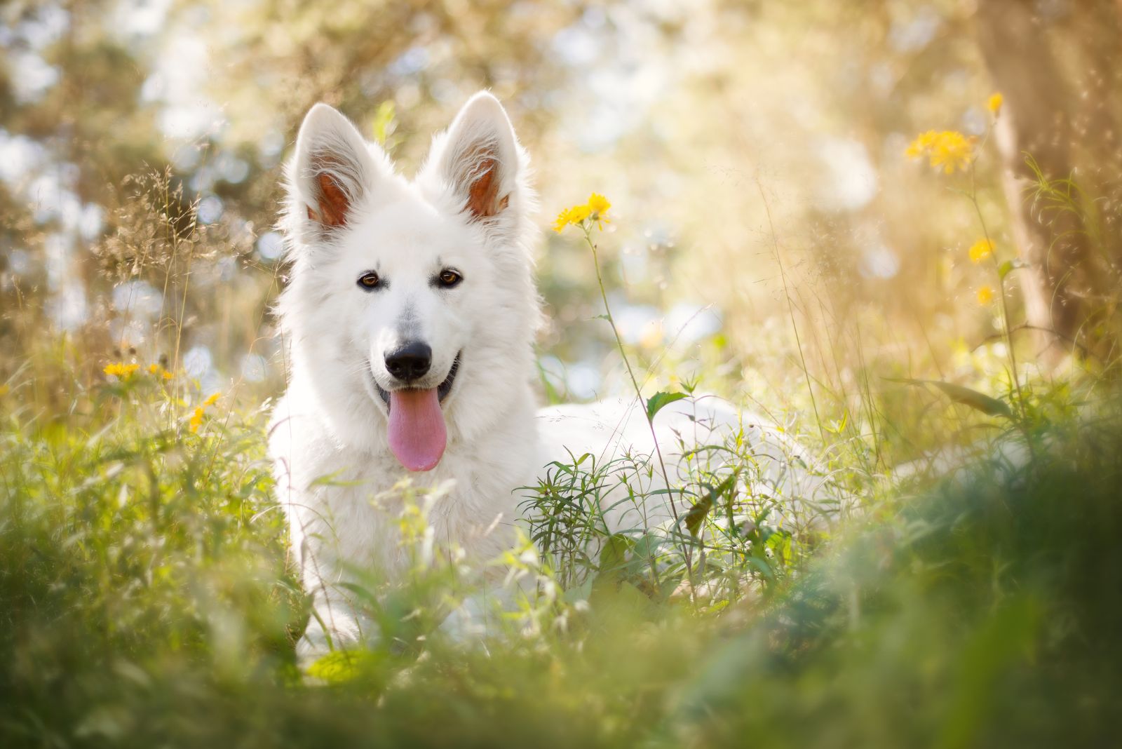 White Swiss Shepherd