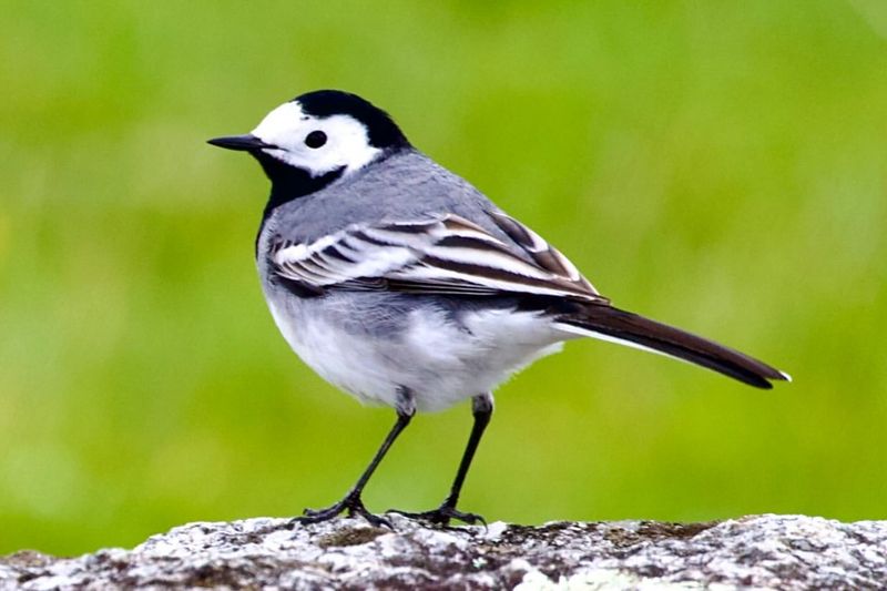 White Wagtail