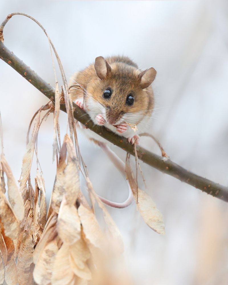 White-footed Mouse