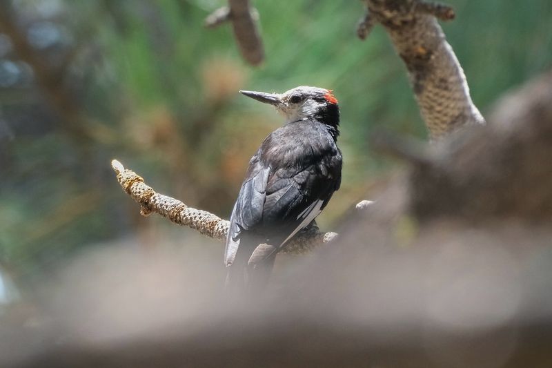 White-headed Woodpecker