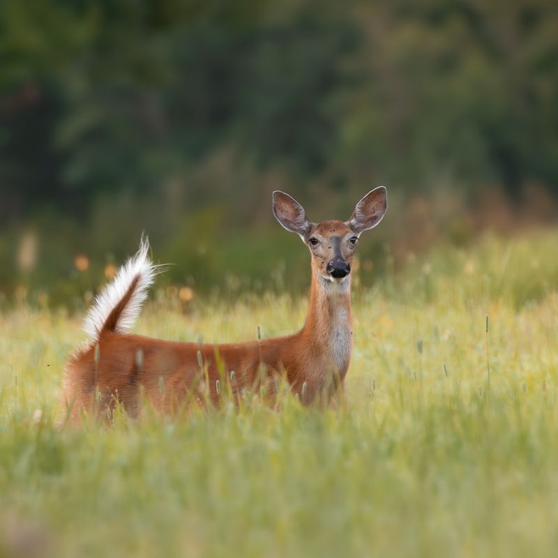 White-tailed Deer