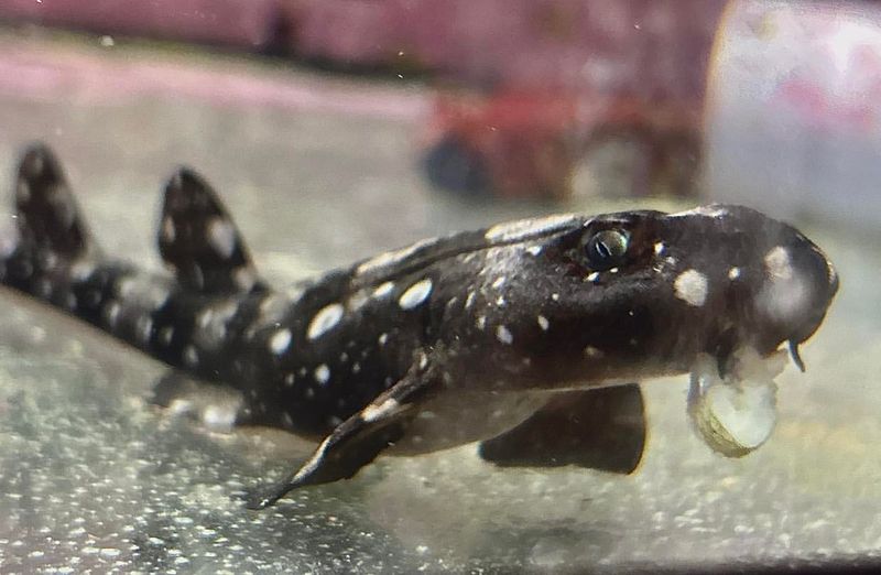 Whitespotted Bamboo Shark