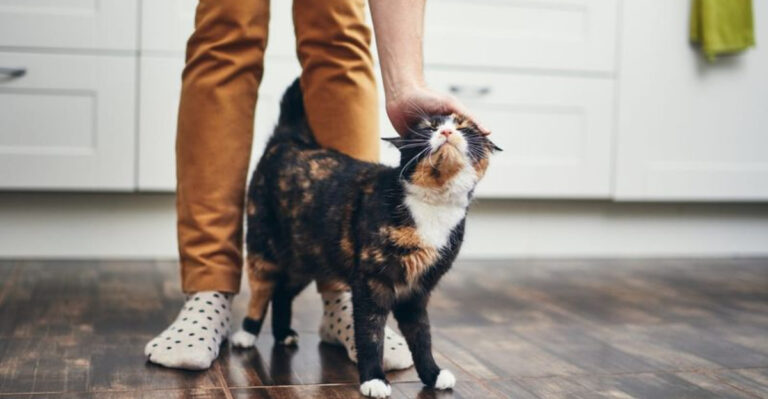 Why Does My Cat Follow Me But Avoids Cuddling 14 Possible Reasons