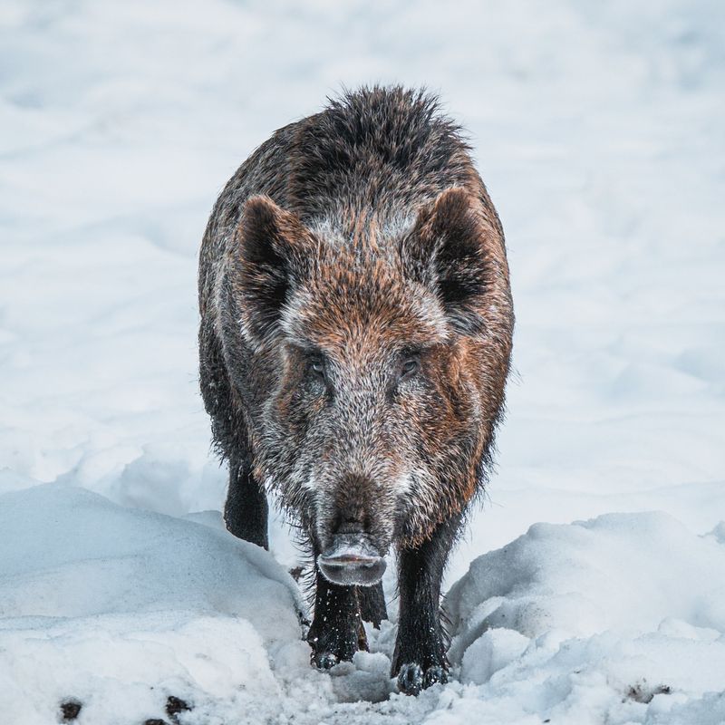 Wild Boar